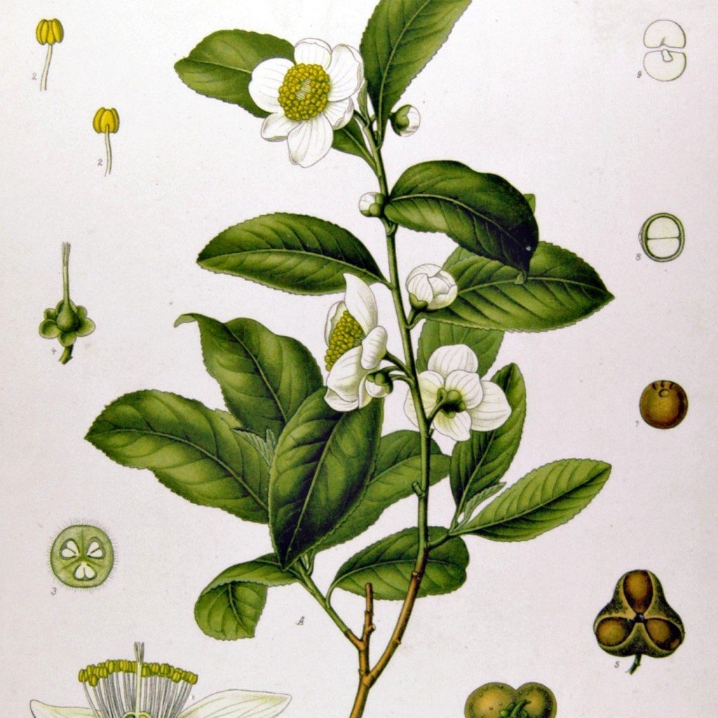 Camellia_sinensis_-_Köhler–s_Medizinal-Pflanzen-025