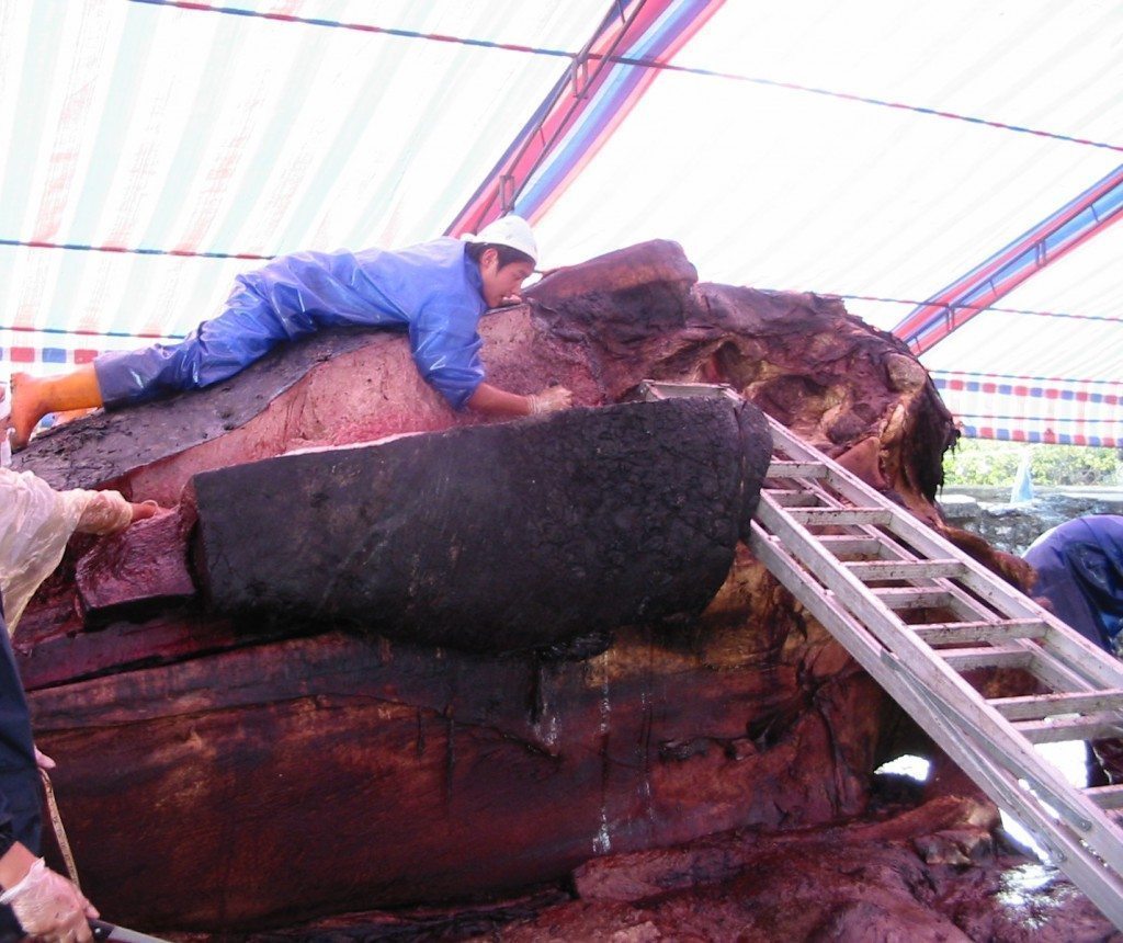 圖一：抹香鯨解剖（2004 年，自以為是鯨騎士）。圖片取自：2004 年中華鯨豚協會抹香鯨全紀錄