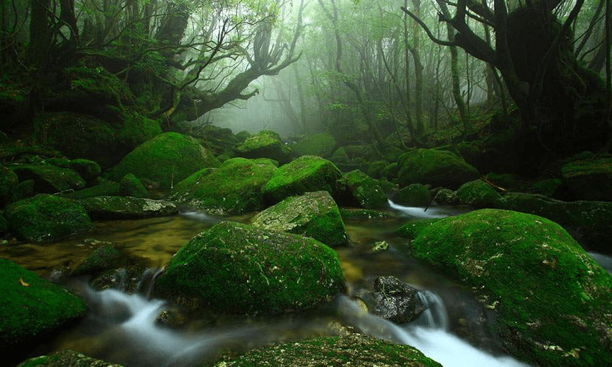 圖片：日本鹿耳島縣屋久島森林 