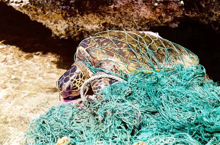 在東沙島竟能撿到埃及的垃圾—沒有國界的海洋生態殺手「海漂垃圾」01