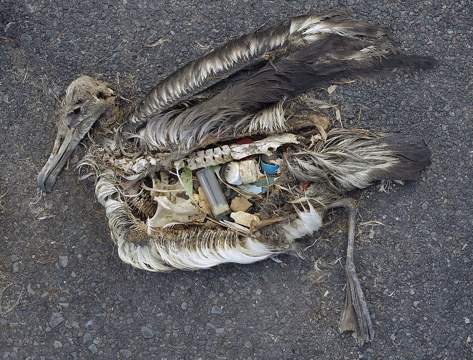 在東沙島竟能撿到埃及的垃圾—沒有國界的海洋生態殺手「海漂垃圾」02