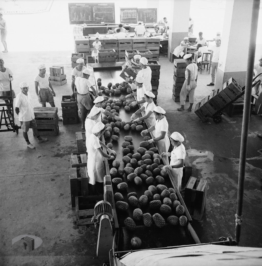 鳳梨果然「旺來」！為臺灣島賺進大把外匯，繁榮地方經濟的鳳梨罐頭15